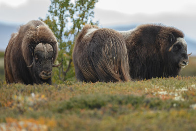 麝牛(Ovibos moschatus)，也拼为麝牛和麝牛站在秋天颜色的挪威Dovrefjell。