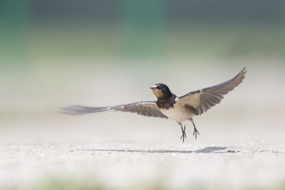 一个谷仓燕子(Hirundo rustica)从地面起飞的特写。