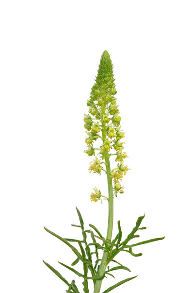 野木犀草