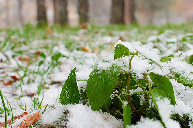 绿草、枝、茎下初雪。秋色的细枝末节。公园里的第一场雪。植物被第一场雪覆盖。