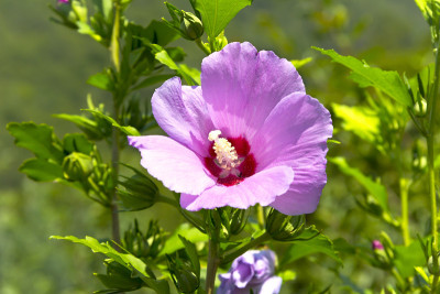 美丽的芙蓉花