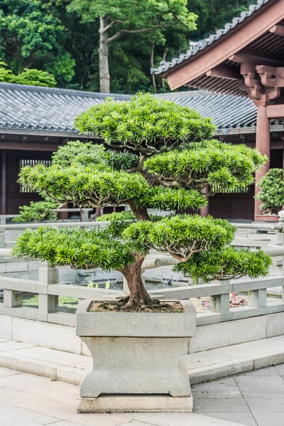 盆景树芝莲尼姑庵香港九龙