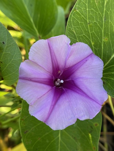 美丽的花