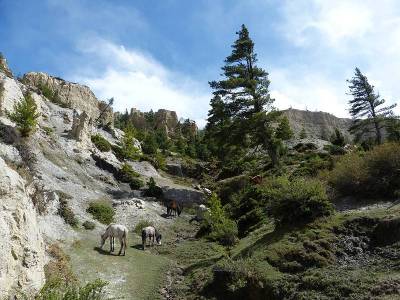 壮丽的田园诗般的宁静风景在低Mustang，尼泊尔。西藏的马在喜马拉雅山附近的Nilgiri Tah