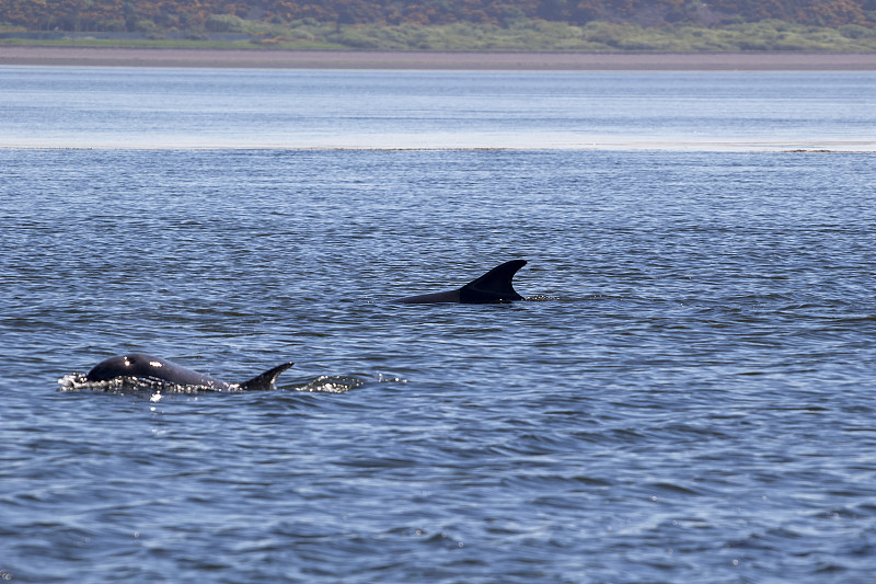 宽吻海豚(Tursiops truncatus)在马里湾附近的英弗内斯