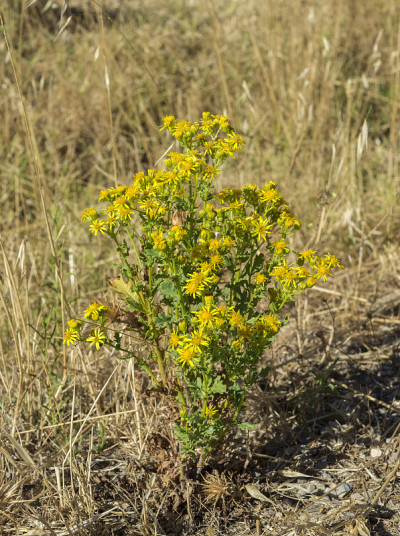 Ragwort, Senecio jacobea