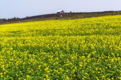 油菜花田