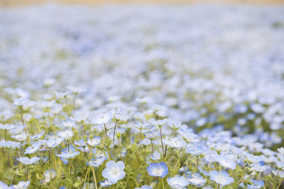 尼莫菲拉节