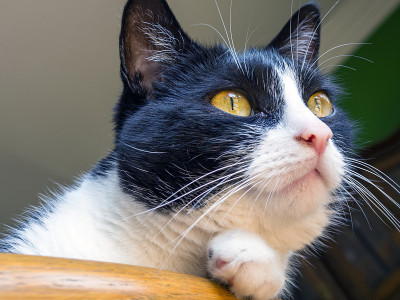 一只家猫的肖像