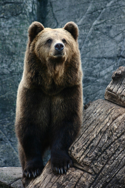bear6