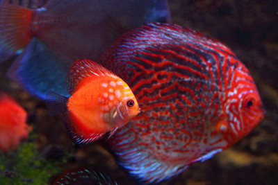 Diskusa漂浮在水族馆里