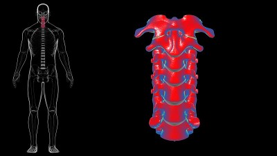 人体骨骼脊柱颈椎解剖3D