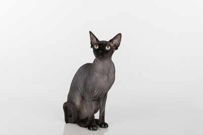 奇怪的黑色斯芬克斯猫与绿色的指甲。孤立在白色背景上。查找。