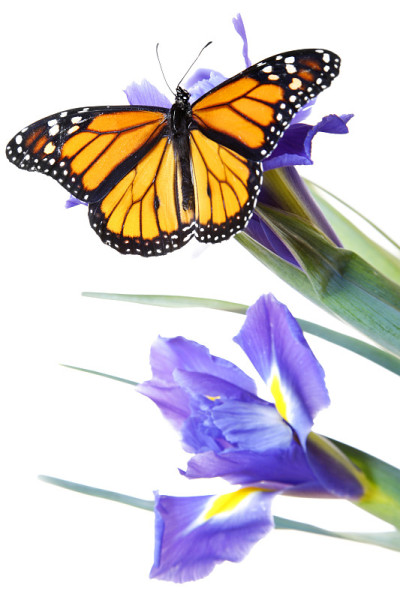 Buttefly上花