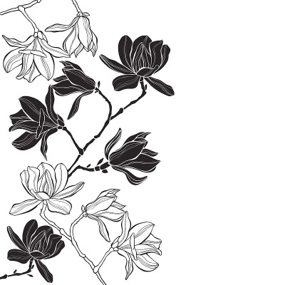 白色背景上有木兰花的树枝。花向量背景与文本空间。黑白贺卡或请帖。