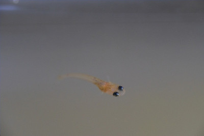 长江鳉鱼鱼苗
