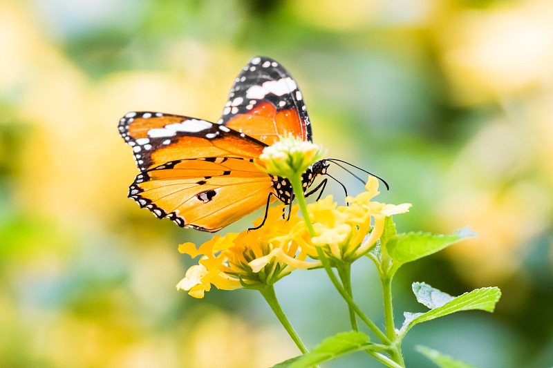 普通虎蝶(Danaus Chrysippus)