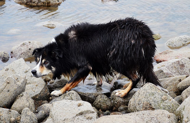 牧羊犬在海滩上玩耍