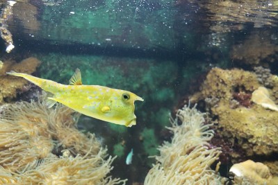 箱鲀在仁嫩奥韦汉兹动物园水族馆游泳