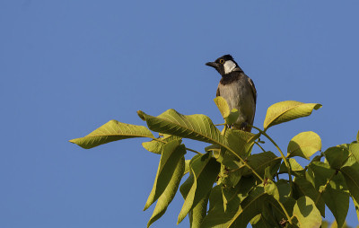 家园中树枝上的白耳鹎(Pycnonotus leucotis)