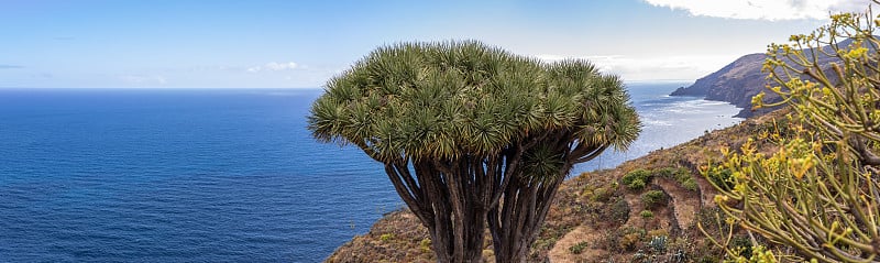 龙树(Dracaena draco)在大西洋的背景