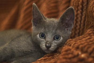 淡蓝色的猫