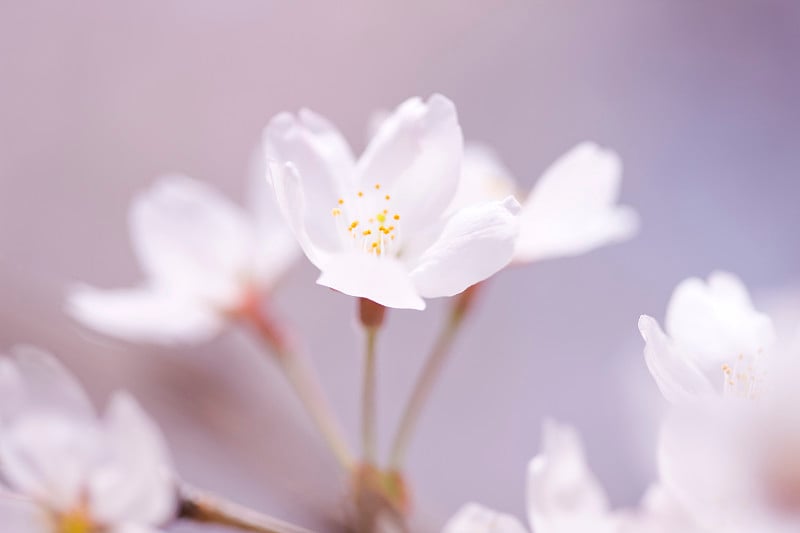 东京的樱花