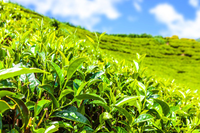 绿茶芽和新鲜的叶子。斯里兰卡Nuwara Eliya的茶园