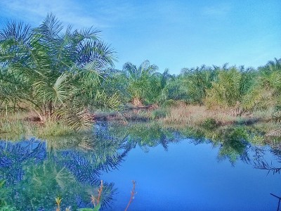 湿地