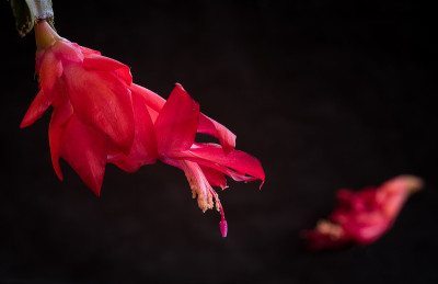 圣诞仙人掌花