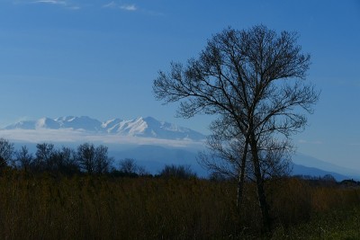 树木在冬天，背景是白雪覆盖的犬沟，Pyrénées-Orientales