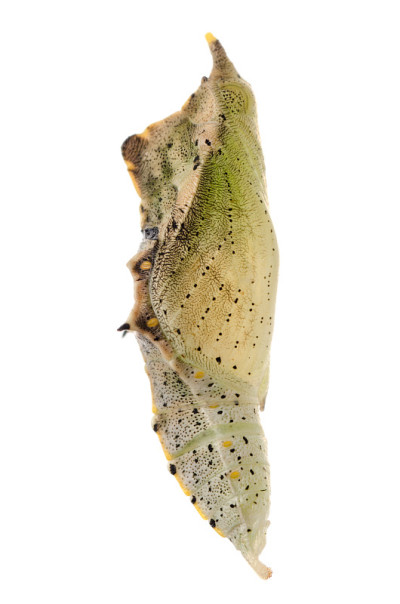 蝴蝶茧