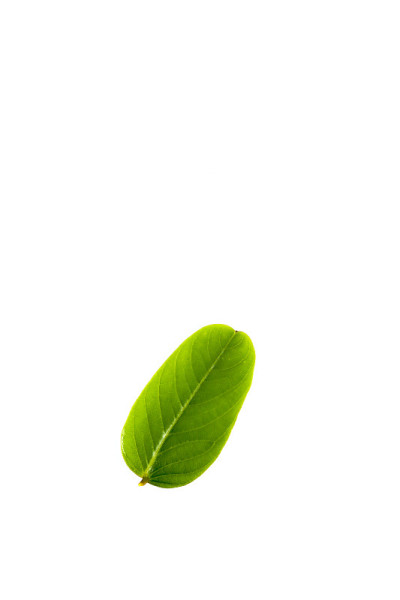 癣灌木叶近
