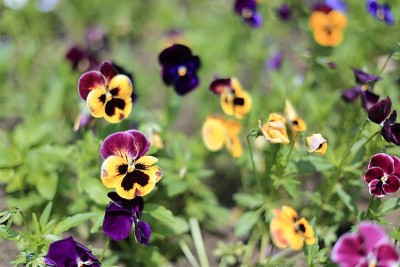 在公园和花园的花