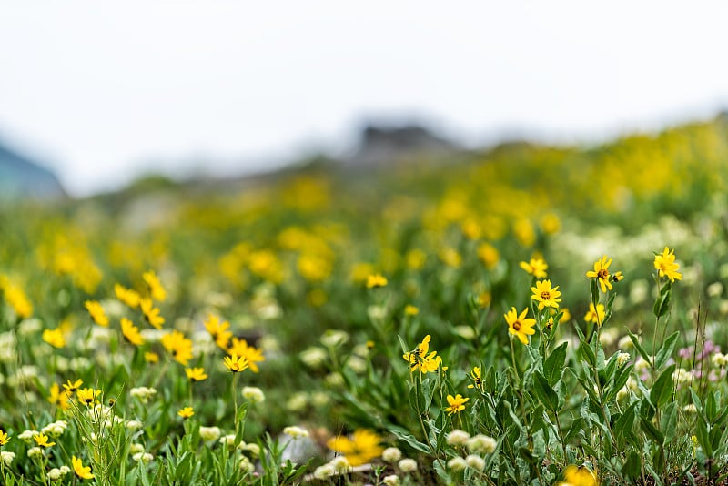 2019年，犹他州阿尔比恩盆地，在Wasatch山的野花季节，与草原山和许多黄色山金车向日葵的特写