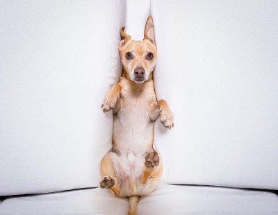 压力下的倦怠犬