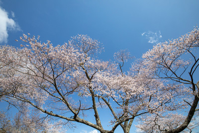 吉野山的樱花