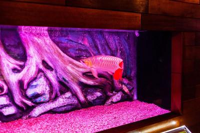 红辣椒龙鱼近距离观看水族馆