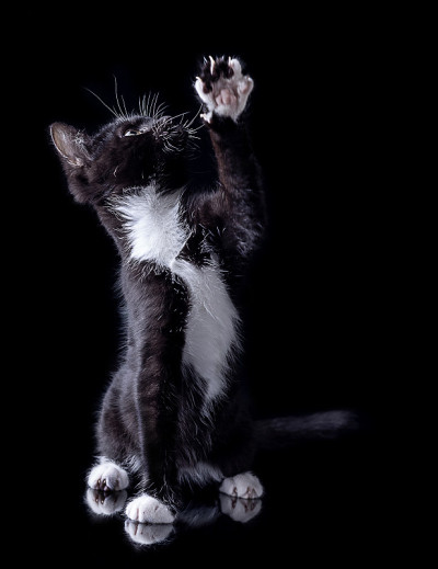 黑色的小猫