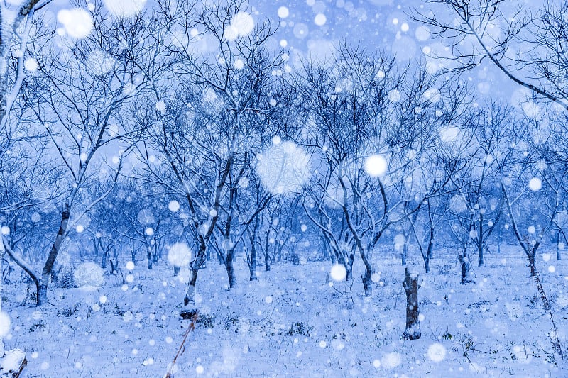 雪水杉成行的树木