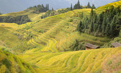 隆基水稻梯田