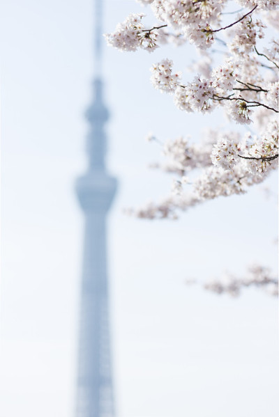 东京的天空树和樱花。