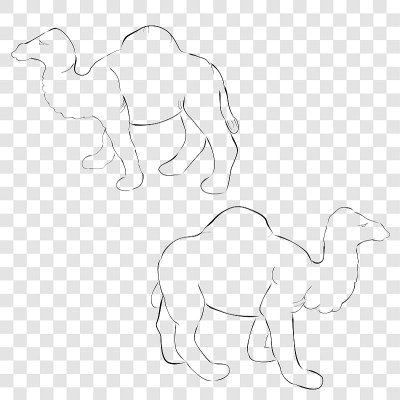 very simple 2 outline sketch camel at transparent 