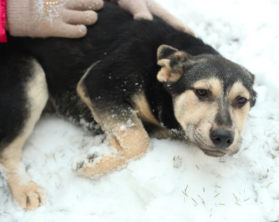 牧羊犬小狗的近照与人的手在雪上