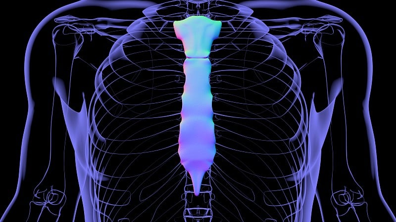 人体骨骼、胸骨解剖学的医学概念