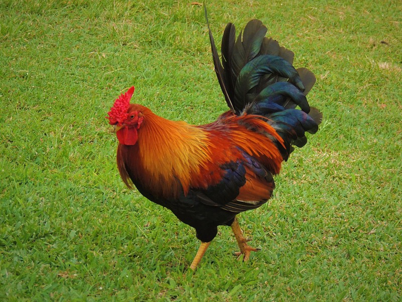 Junglefowl