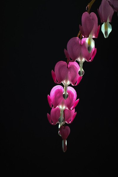 分天花