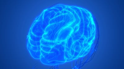 人类大脑与循环系统解剖