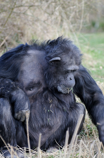 Chimpanze吃