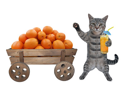 猫灰色的车旁边有橘子